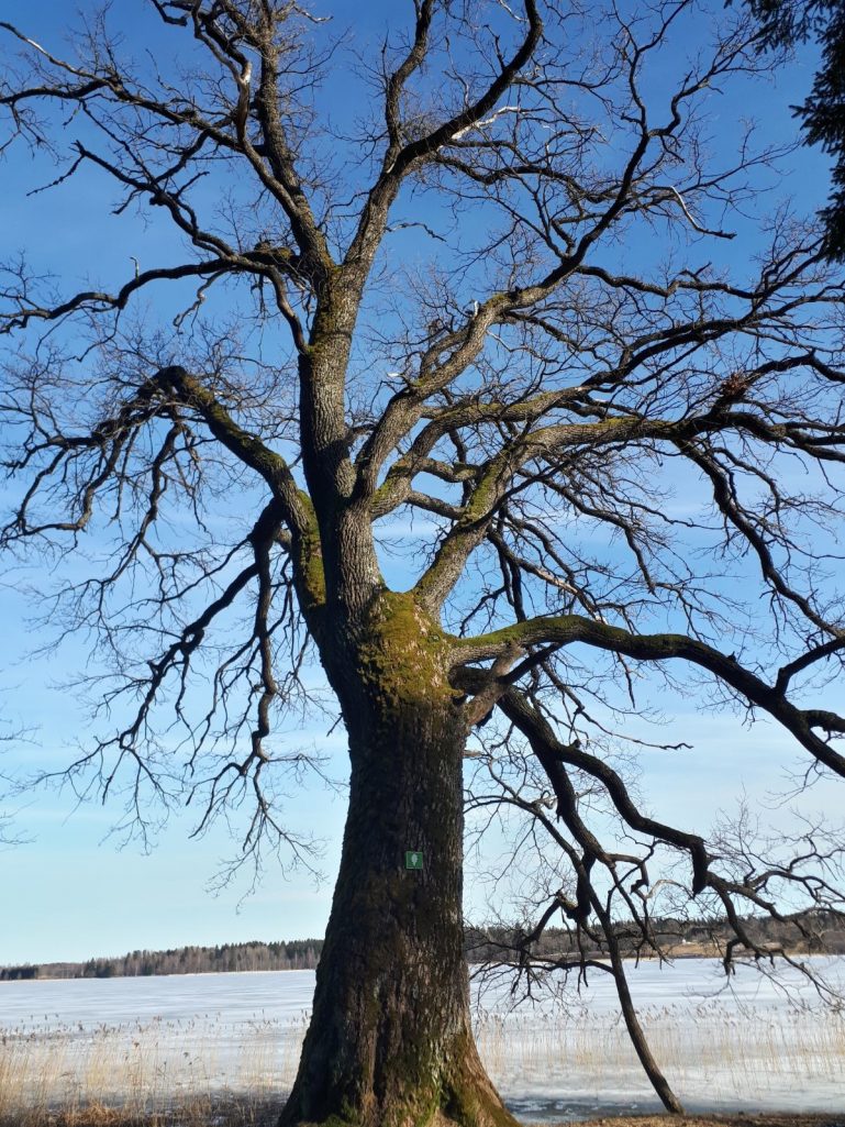 Dabas skats - koks ezera krastā